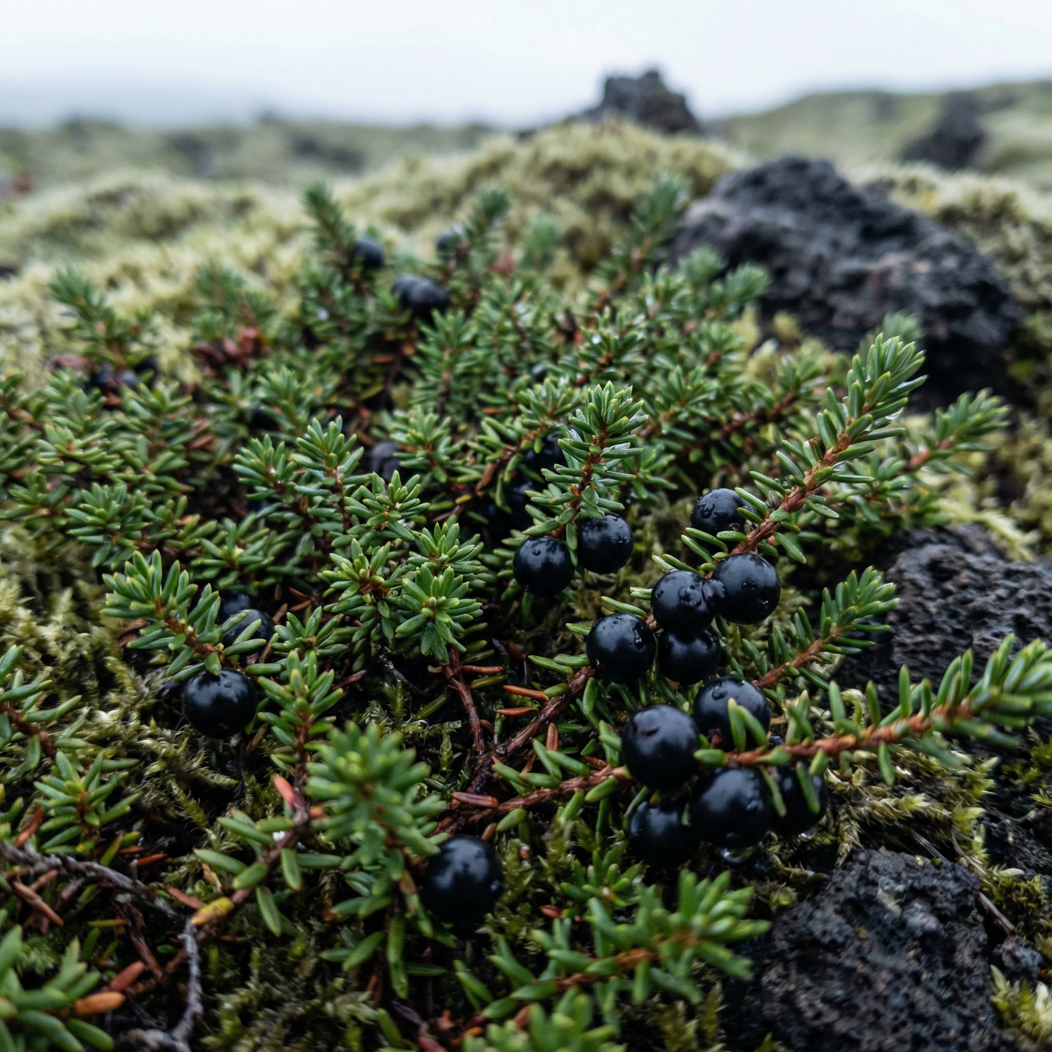 Crowberry